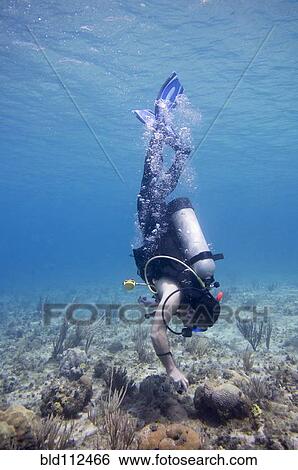 Stock Photograph - Hispanic diver examining coral underwater. Fotosearch