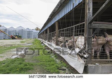 Stock Photo - Pigs in enclosure on farm. Fotosearch