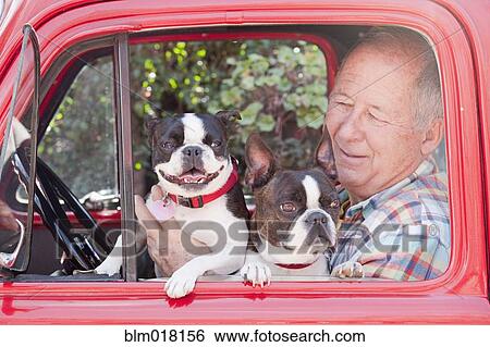 Stock Photograph - Caucasian man driving with dogs. Fotosearch
