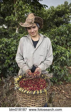 Hispanic farmer harvesting coffee plants View Large Photo Image Stock Photo - Hispanic farmer harvesting coffee plants. Fotosearch
