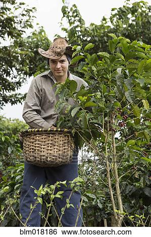 Stock Photograph - Hispanic farmer harvesting coffee plants. Fotosearch