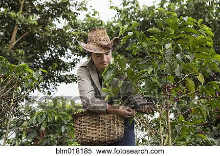 Hispanic farmer harvesting coffee plants View Large Photo Image Stock Photography - Hispanic farmer harvesting coffee plants. Fotosearch
