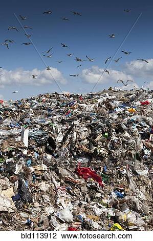 Birds flying over landfill View Large Photo Image Stock Image - Birds flying over landfill. Fotosearch
