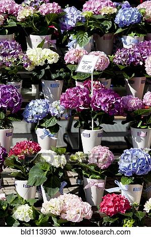 Flowers for sale in outdoor market View Large Photo Image Stock Image - Flowers for sale in outdoor market. Fotosearch