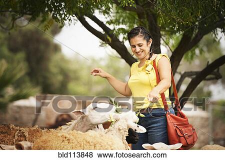 Stock Photo - Hispanic woman feeding sheep. Fotosearch