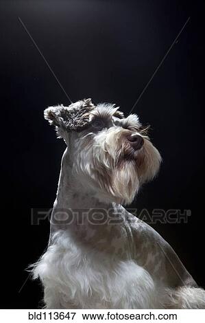 Miniature schnauzer posing View Large Photo Image Stock Photo - Miniature schnauzer posing. Fotosearch