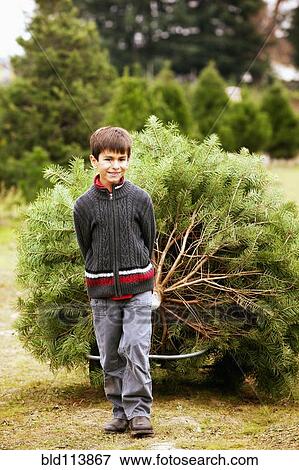 Stock Photo - Mixed race boy pulling tree behind him. Fotosearch