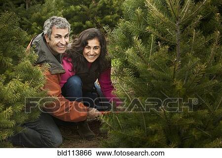 Smiling couple picking out Christmas tree View Large Photo Image Stock Photograph - Smiling couple picking out Christmas tree. Fotosearch
