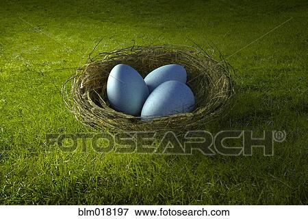 Blue eggs in bird's nest View Large Photo Image Stock Photo - Blue eggs in bird's nest. Fotosearch