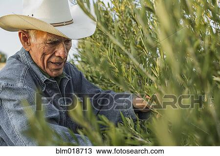 Stock Image - Hispanic farmer working in vineyard. Fotosearch