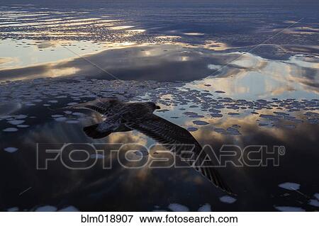 Bird flying over glaciers View Large Photo Image Stock Photo - Bird flying over glaciers. Fotosearch