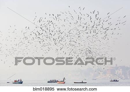 Stock Photography - Birds flying over boats on water. Fotosearch