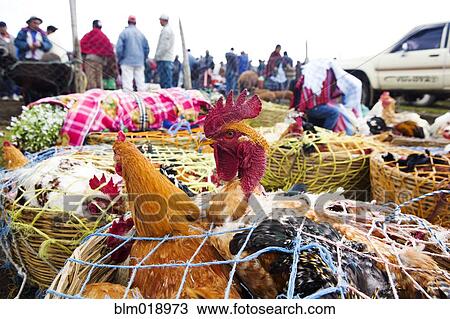 Stock Image - Chickens for sale at farmer's market. Fotosearch