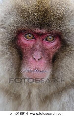 Close up of snow monkey's face View Large Photo Image Picture - Close up of snow monkey's face. Fotosearch