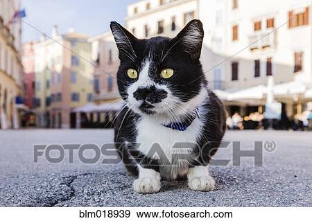 Feral cat crouched in town square, Rovinj, Istria, Croatia View Large Photo Image Stock Photo - Feral cat crouched in town square, Rovinj, Istria, Croatia. Fotosearch