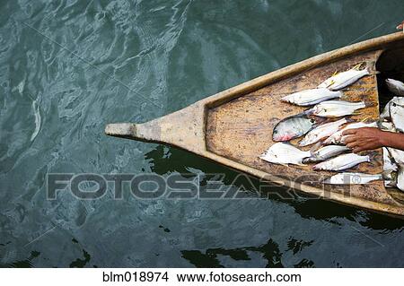 Fisherman laying out catch on boat View Large Photo Image Picture - Fisherman laying out catch on boat. Fotosearch
