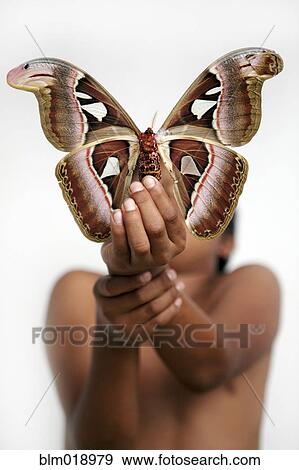 Hispanic boy holding large moth View Large Photo Image Stock Photo - Hispanic boy holding large moth. Fotosearch