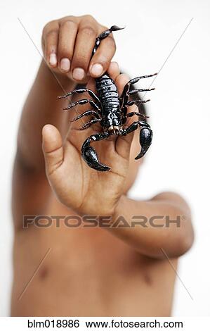 Stock Photograph - Hispanic boy holding scorpion. Fotosearch
