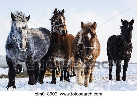 Hokkaido ponies walking in snow View Large Photo Image Stock Photo - Hokkaido ponies walking in snow. Fotosearch