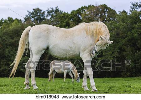 Lipizzaner horses grazing in grassy field View Large Photo Image Stock Photo - Lipizzaner horses grazing in grassy field. Fotosearch