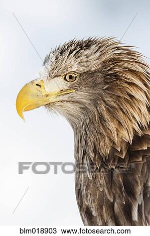 Profile of white tailed eagle View Large Photo Image Stock Image - Profile of white tailed eagle. Fotosearch