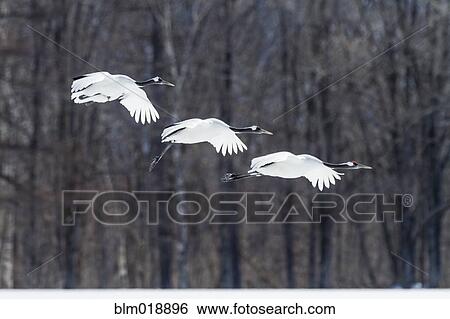 Red crowned crane flying in snowy landscape View Large Photo Image Stock Photograph - Red crowned crane flying in snowy landscape. Fotosearch