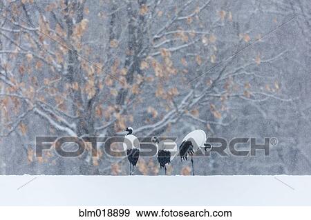 Stock Photo - Red crowned cranes walking in snowy landscape. Fotosearch
