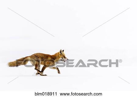 Red fox running in snowy landscape View Large Photo Image Stock Image - Red fox running in snowy landscape. Fotosearch