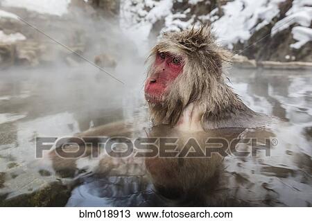 Snow monkey bathing in hot spring View Large Photo Image Stock Image - Snow monkey bathing in hot spring. Fotosearch