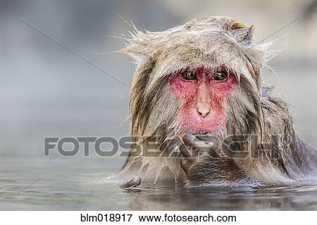 Stock Photo - Snow monkey bathing in hot spring. Fotosearch