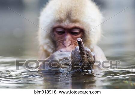Stock Photo - Snow monkey bathing in hot spring. Fotosearch