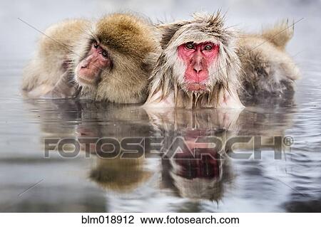 Stock Image - Snow monkeys bathing in hot spring. Fotosearch