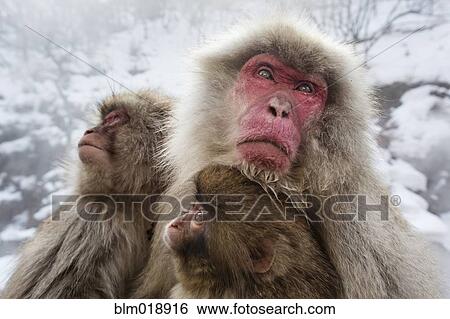 Stock Photograph - Snow monkeys bathing in hot spring. Fotosearch