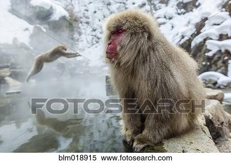 Stock Photography - Snow monkeys bathing in hot spring. Fotosearch