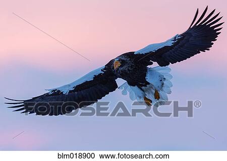 Stock Image - Steller's eagle flying in colorful sky. Fotosearch