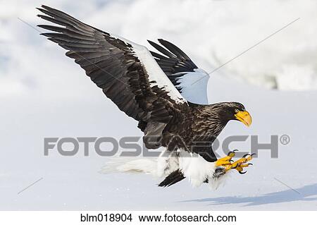 Steller's eagle landing in snowy landscape View Large Photo Image Picture - Steller's eagle landing in snowy landscape. Fotosearch
