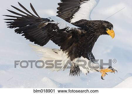 Stock Image - Steller's eagle landing in snowy landscape. Fotosearch