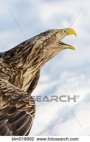 White tailed eagle calling View Large Photo Image Stock Image - White tailed eagle calling. Fotosearch