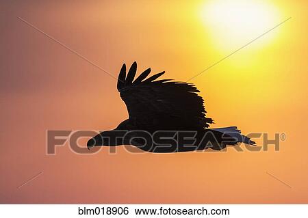 White tailed eagle flying at sunrise View Large Photo Image Stock Photograph - White tailed eagle flying at sunrise. Fotosearch