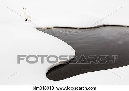 Whooper swan by snowy pond View Large Photo Image Stock Image - Whooper swan by snowy pond. Fotosearch
