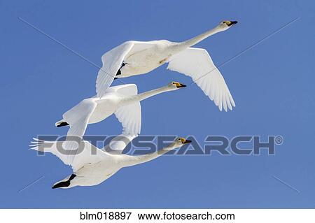 Stock Photo - Whooper swans flying in blue sky. Fotosearch