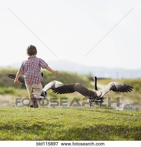 Stock Photo - Caucasian boy feeding geese. Fotosearch