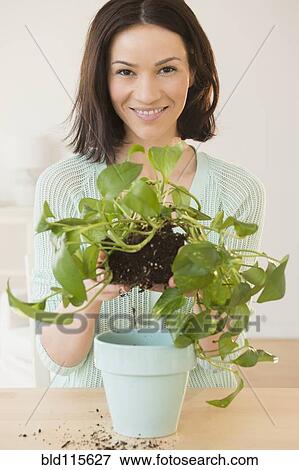 Caucasian woman depotting plant View Large Photo Image Stock Photo - Caucasian woman depotting plant. Fotosearch
