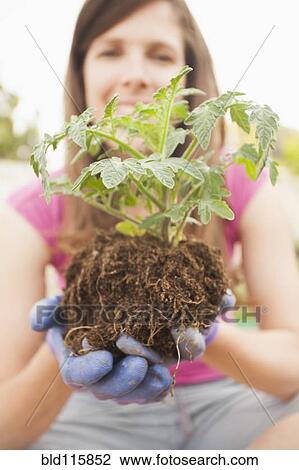 Stock Image - Caucasian woman holding depotted plant. Fotosearch