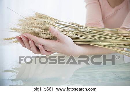 Caucasian woman holding stalks of wheat View Large Photo Image Stock Image - Caucasian woman holding stalks of wheat. Fotosearch