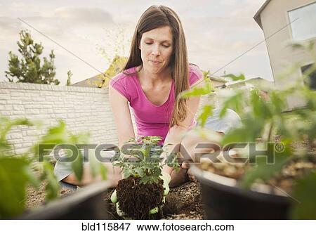 Stock Photo - Caucasian woman planting in backyard. Fotosearch