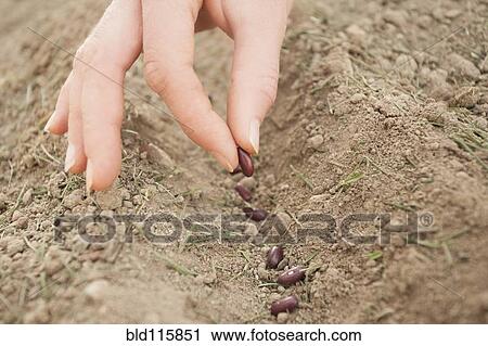 Stock Image - Caucasian woman planting seeds. Fotosearch