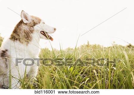 Dog panting in tall grass View Large Photo Image Stock Image - Dog panting in tall grass. Fotosearch