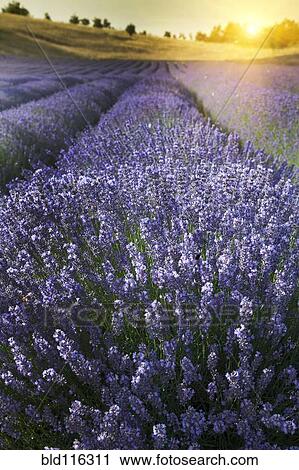 Nahaufnahme Von Lavendel Ernten In Feld Stock Bild