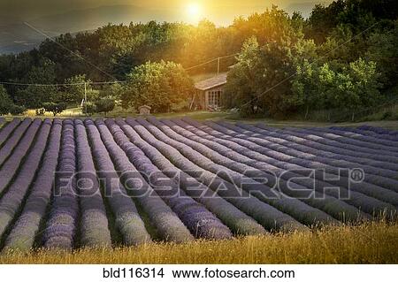 Rows of lavender crops in field View Large Photo Image Picture - Rows of lavender crops in field. Fotosearch